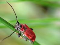 Pyrrhidium sanguineum