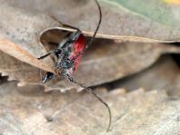 Pyrrhidium sanguineum