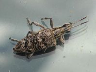 Schrotbock, Rhagium inquisitor