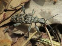 Schrotbock, Rhagium inquisitor