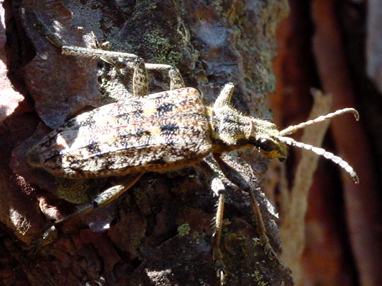 Schrotbock, Rhagium inquisitor