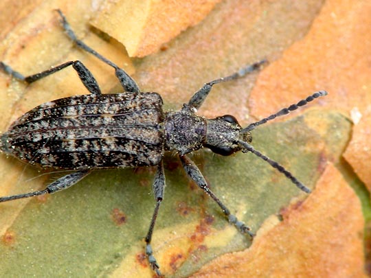 Schrotbock, Rhagium inquisitor