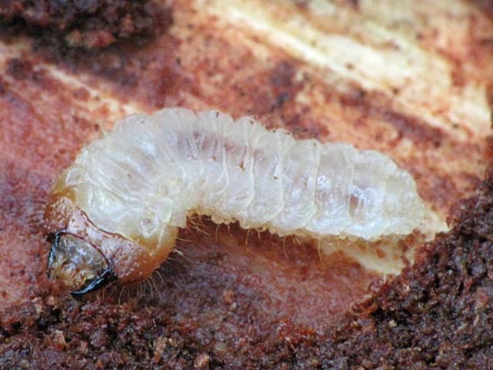Schrotbock, Rhagium inquisitor