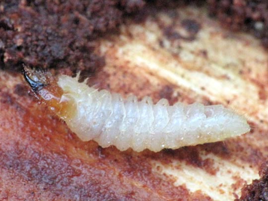 Schrotbock, Rhagium inquisitor