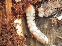 Schrotbock, Rhagium inquisitor