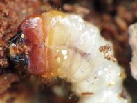 Schrotbock, Rhagium inquisitor