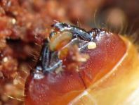 Schrotbock, Rhagium inquisitor