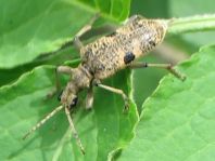 Rhagium mordax