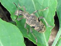 Rhagium mordax