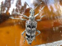 Schrotbock, Rhagium inquisitor