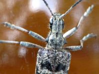 Schrotbock, Rhagium inquisitor