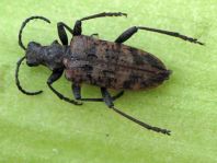 Schrotbock, Rhagium inquisitor