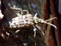 Schrotbock, Rhagium inquisitor