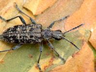 Schrotbock, Rhagium inquisitor
