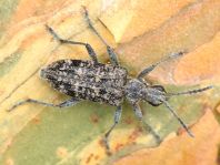 Schrotbock, Rhagium inquisitor