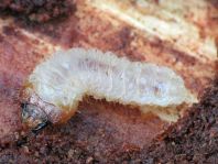 Schrotbock, Rhagium inquisitor, Larve
