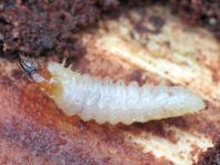 Schrotbock, Rhagium inquisitor, Larve