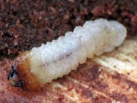 Schrotbock, Rhagium inquisitor, Larve