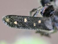 Saperda populnea