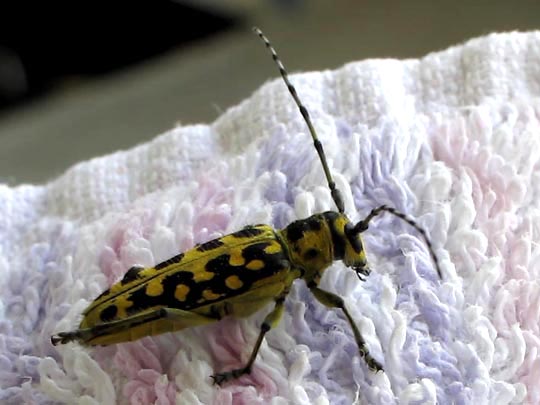 Saperda scalaris, Leiterbock