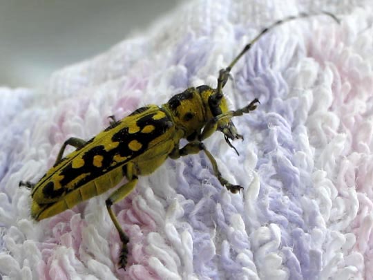 Saperda scalaris, Leiterbock