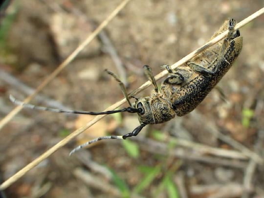 Saperda carcharias, Großer Pappelbock