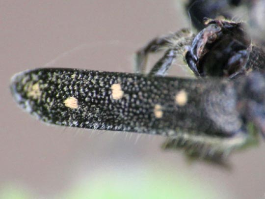 Saperda populnea