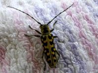 Saperda scalaris, Leiterbock