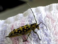 Saperda scalaris, Leiterbock