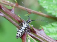 Saperda scalaris, Leiterbock