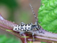 Saperda scalaris, Leiterbock