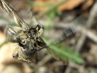 Saperda carcharias, Großer Pappelbock