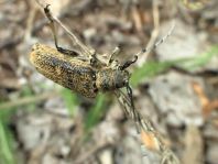 Saperda carcharias, Großer Pappelbock