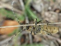 Saperda carcharias, Großer Pappelbock