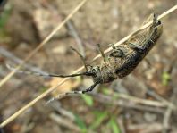 Saperda carcharias, Großer Pappelbock