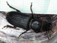 Spondylis buprestoides, Waldbock
