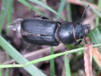 Spondylis buprestoides, Waldbock