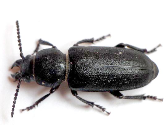 Spondylis buprestoides, Waldbock