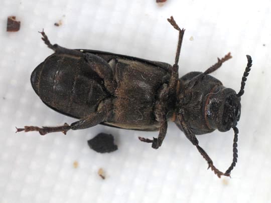 Spondylis buprestoides, Waldbock