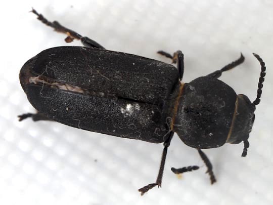 Spondylis buprestoides, Waldbock