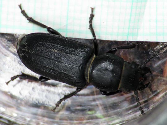 Spondylis buprestoides, Waldbock