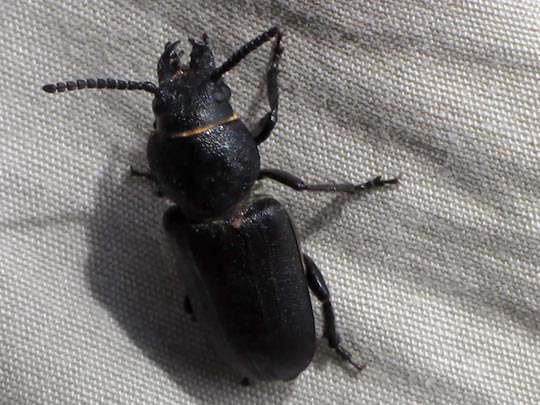 Spondylis buprestoides, Waldbock