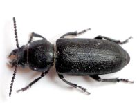 Spondylis buprestoides, Waldbock