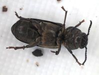 Spondylis buprestoides, Waldbock