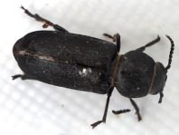 Spondylis buprestoides, Waldbock
