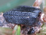 Spondylis buprestoides, Waldbock