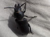 Spondylis buprestoides, Waldbock