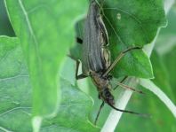 Stenocorus meridianus