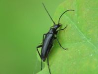 Stenurella nigra, Schwarze Schmalbock