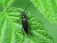 Stenurella nigra, Schwarze Schmalbock
